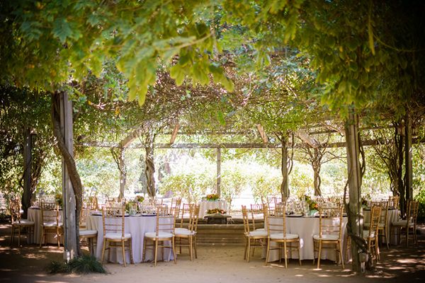 wedding under the vines