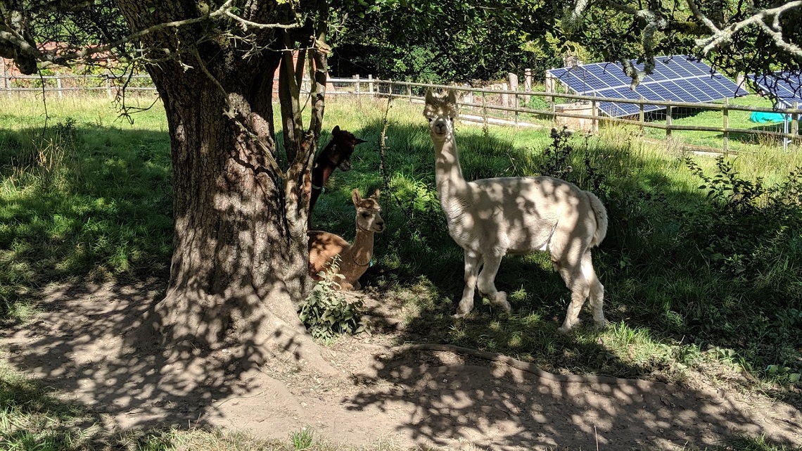 alpaca wedding