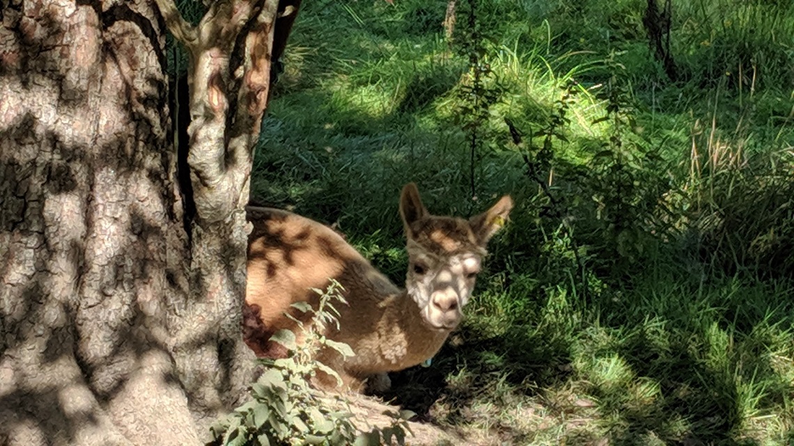 alpaca