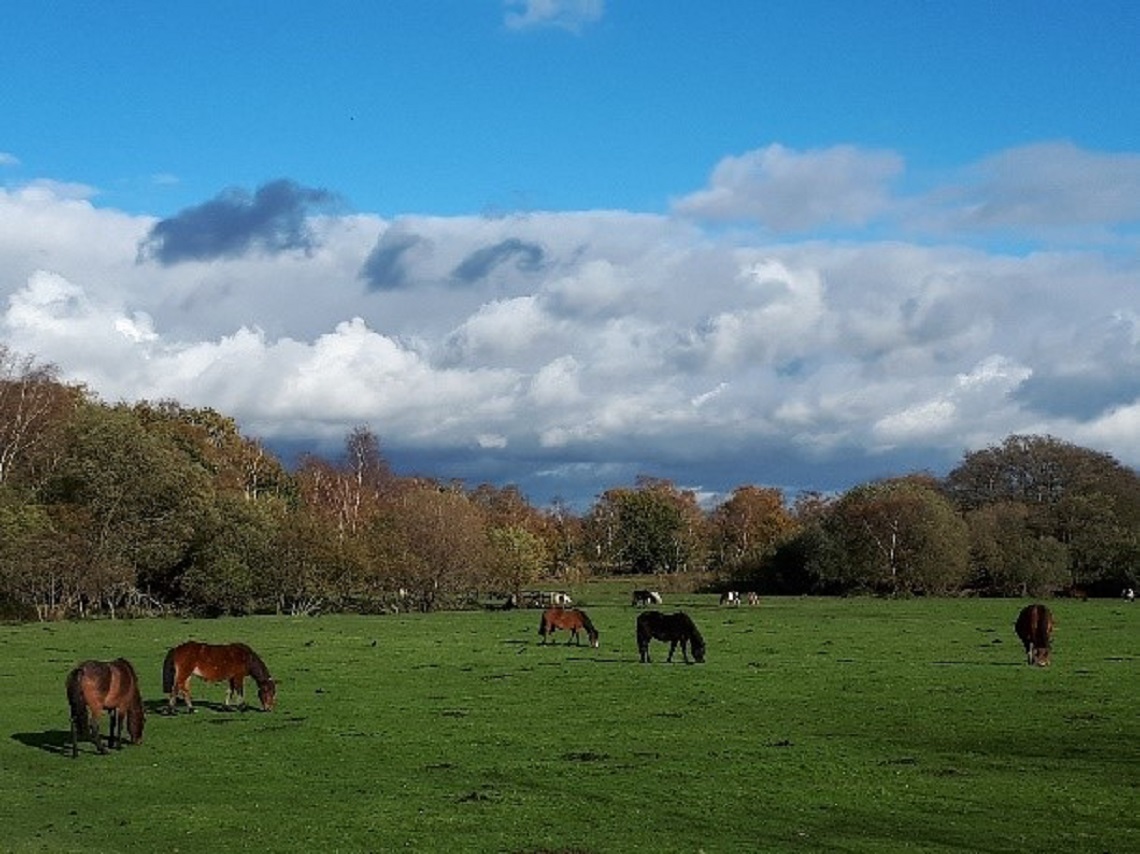 new forest celebrants