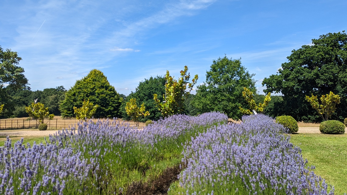 botleys mansion lavender