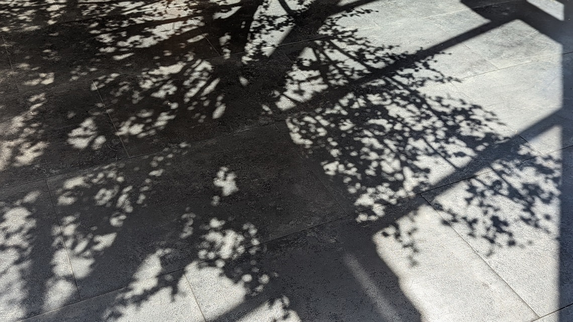 tree shadow