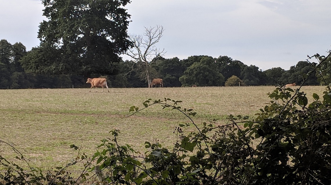 dairy farm