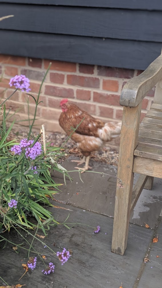 micklefield Hall hen